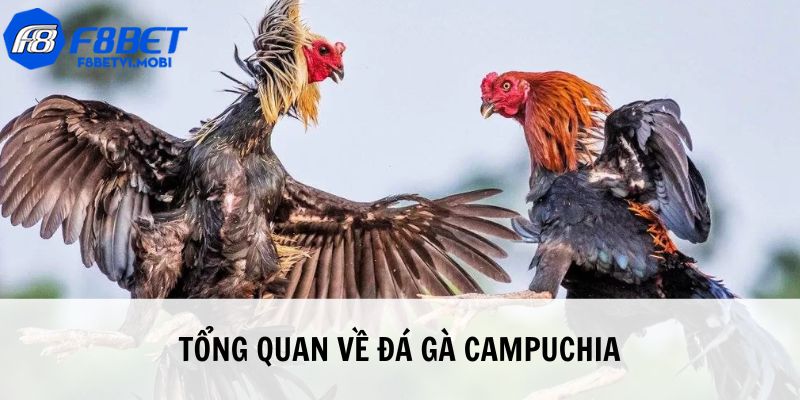 Đá gà Campuchia với thông tin tổng quát nhất