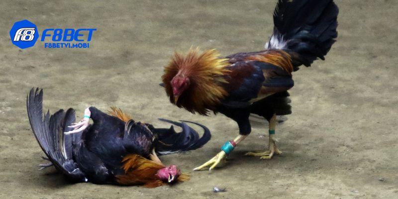 Mỗi loại cựa mang sức mạnh riêng, quyết định kết quả trận đấu kịch tính