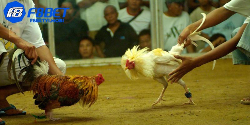 Chọn chiến kê khỏe mạnh, áp dụng chiến thuật thông minh, tận dụng sức lực hợp lý
