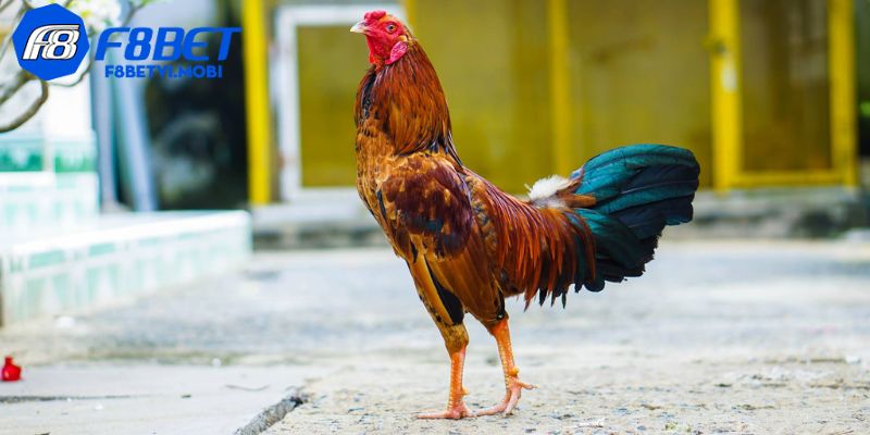 Dũng mãnh, linh hoạt, là chiến binh huyền thoại trong các trận đấu đỉnh cao