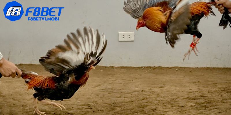 Kết thúc trận đấu khi chiến kê bị thương nặng hoặc bỏ chạy, chiến thắng về đối thủ