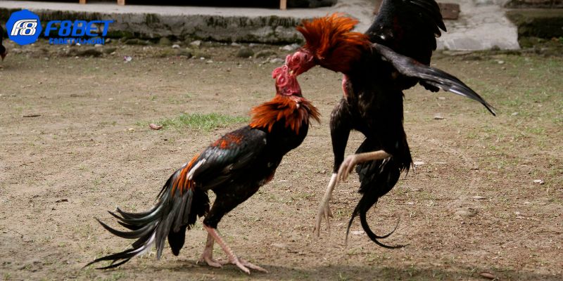 Quý hội viên cần nắm rõ các quy tắc xác định kết quả trận tranh tài
