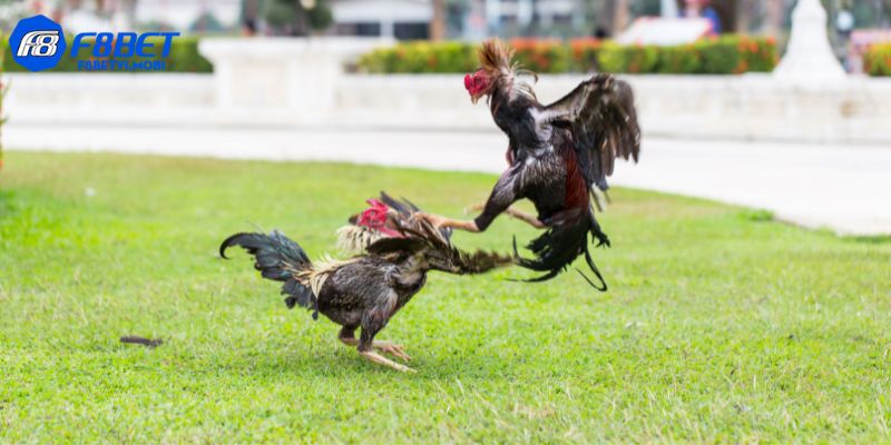 Đánh giá kỹ lưỡng gà chiến và thành tích huấn luyện của chủ kê
